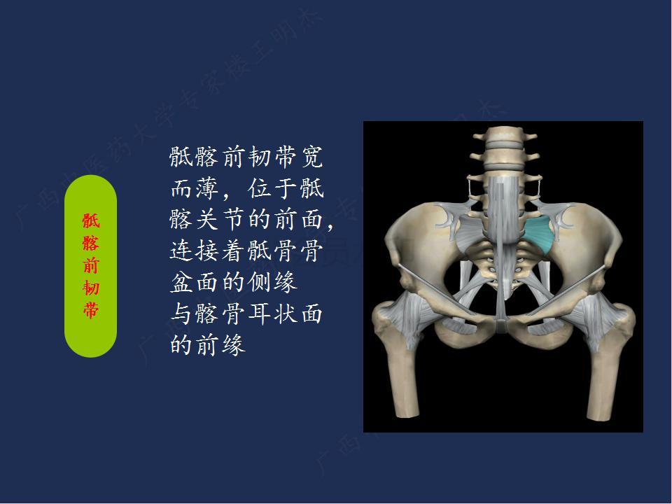 骶髂關節的解剖基礎及臨床研究 - 好大夫在線