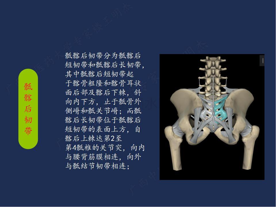 骶髂關節的解剖基礎及臨床研究 - 好大夫在線