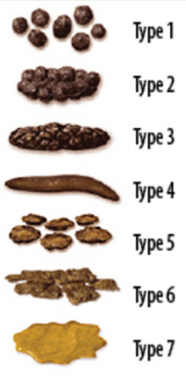 Blistol stool scale.png