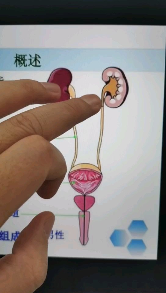 胎儿肾盂分离的生理性原因_产前检查_产前检查检查