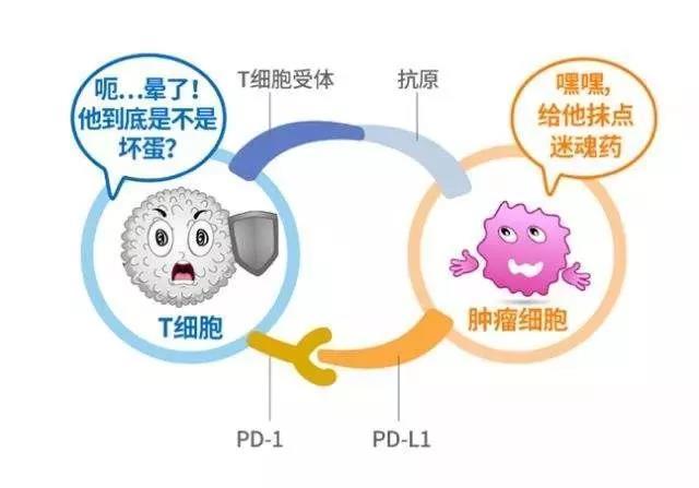 莫慌,听听肿瘤内科医生如何剖析抗肿瘤治疗?