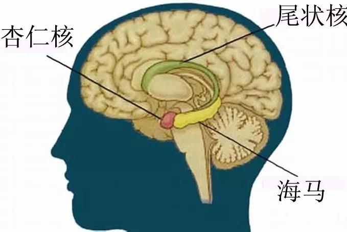 67顳葉癲癇好治嗎?