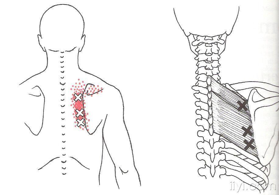 肩胛骨手绘图图片