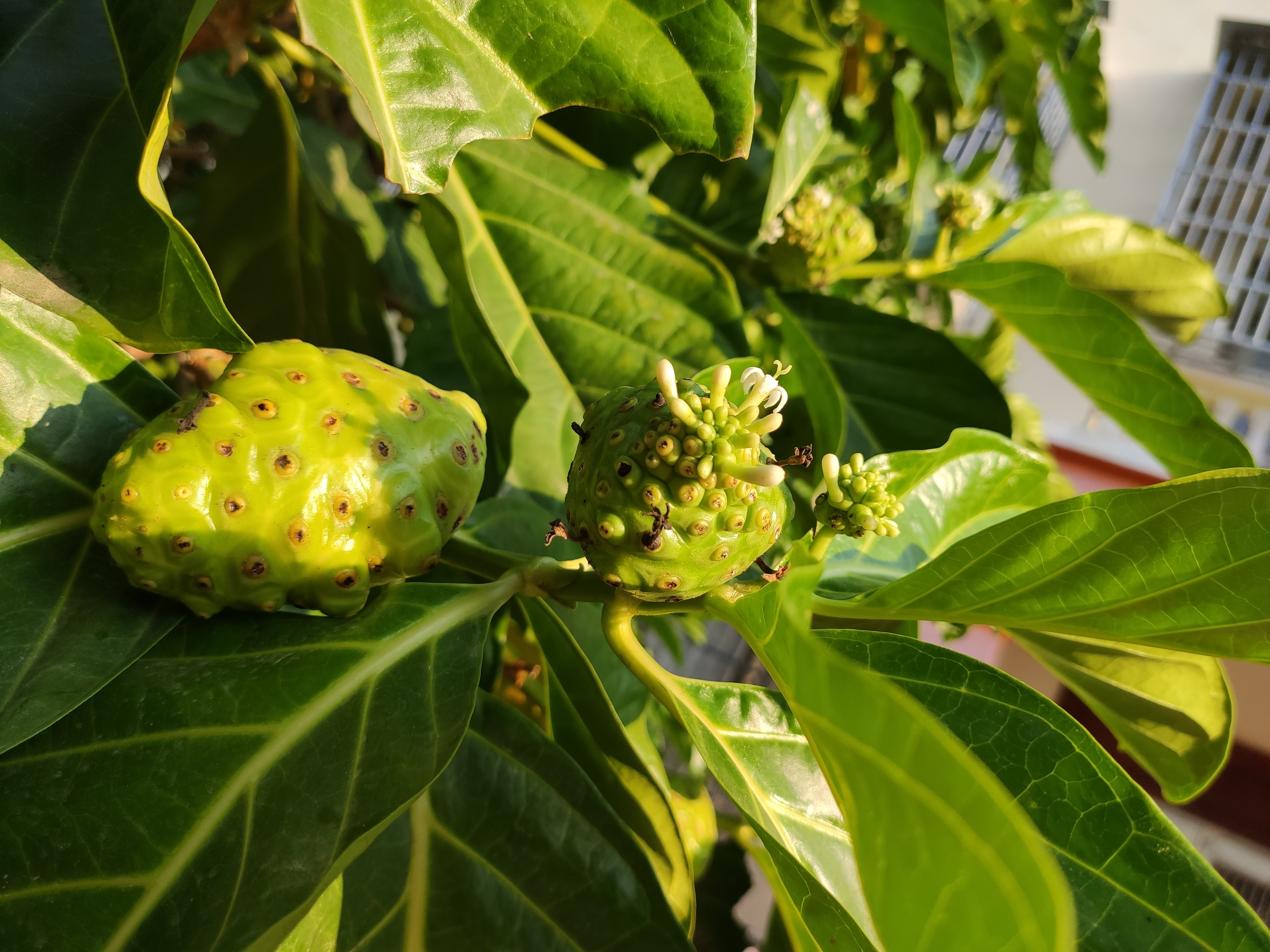我家院里的诺丽果树 - 好大夫在线