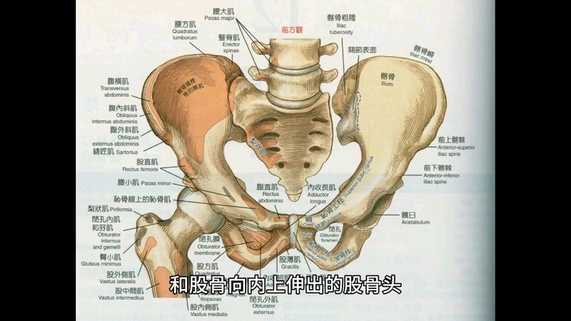 髋关节03—发育与解剖