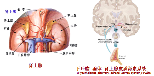 图文图片