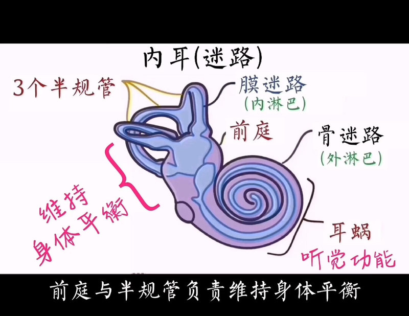 耳朵的结构与功能（4）
                    内耳有耳蜗、前庭及半规管3部分，负责听觉和平衡功能。